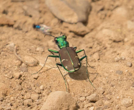 Imagem de Cicindela (Cicindela) splendida Hentz 1830