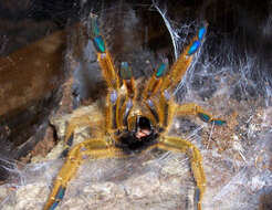 Image of Orange Baboon Tarantula