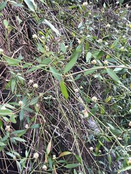 Image of yellow joyweed