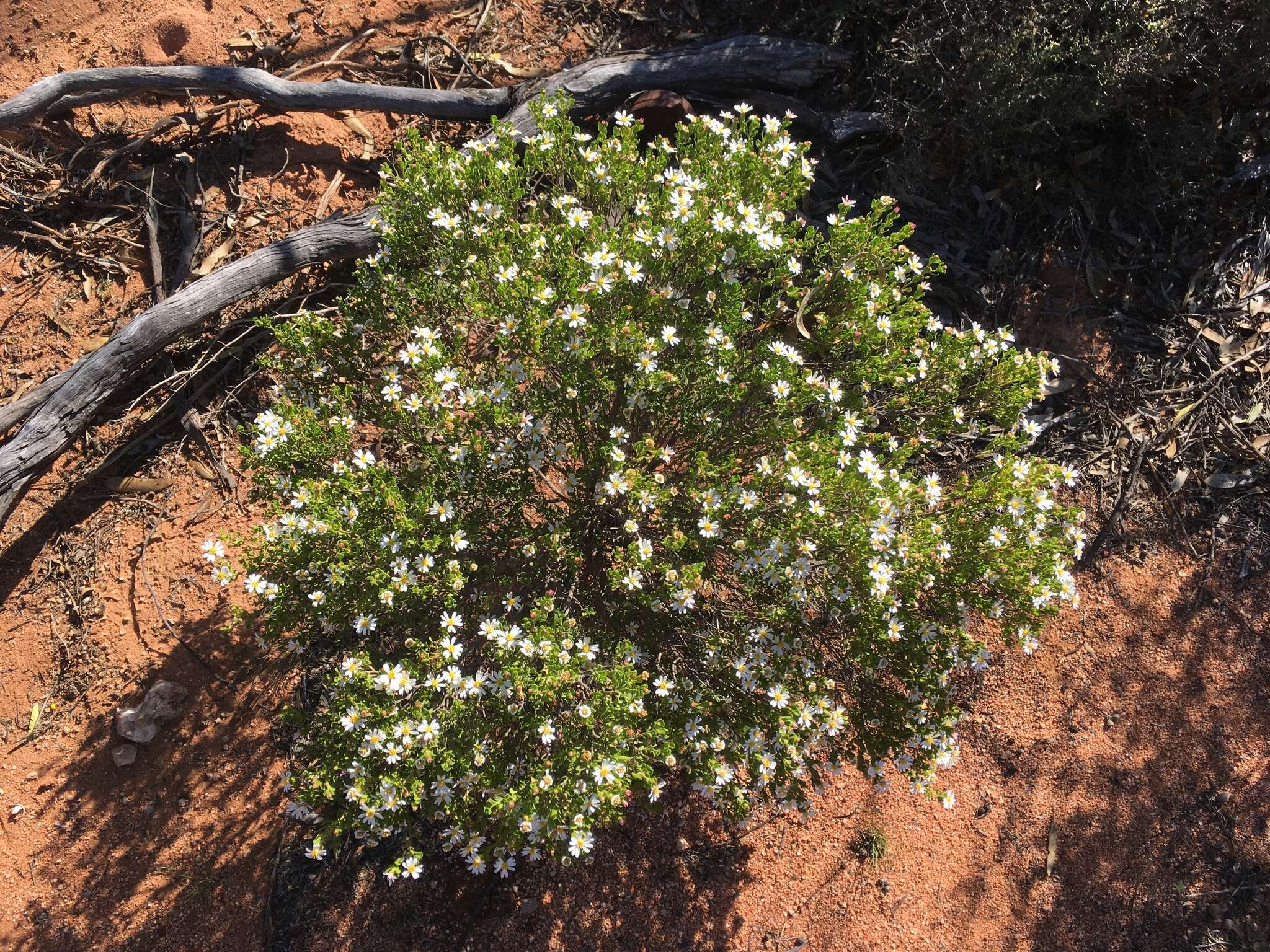 Image of Lime Daisy-bush