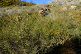 Image de Psoralea verrucosa Willd.