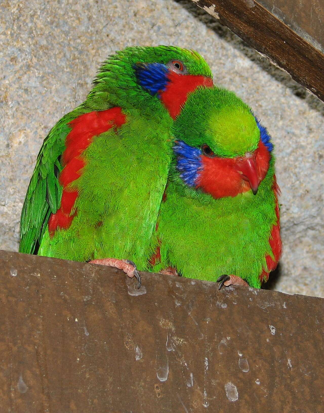 Image of Red-flanked Lorikeet