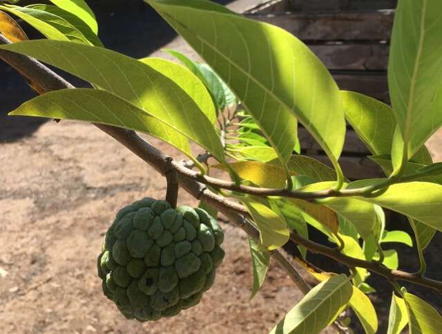 Image of sugar apple