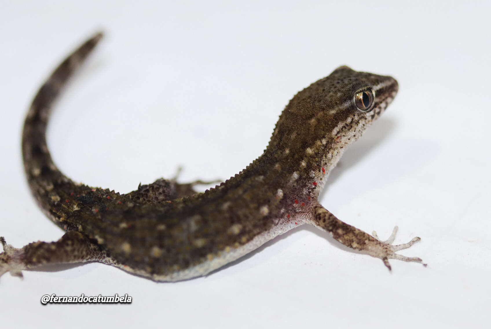 Image of Naked-toed Gecko