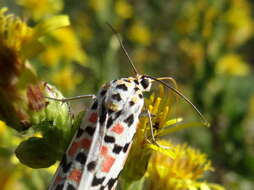 Image of crimson speckled