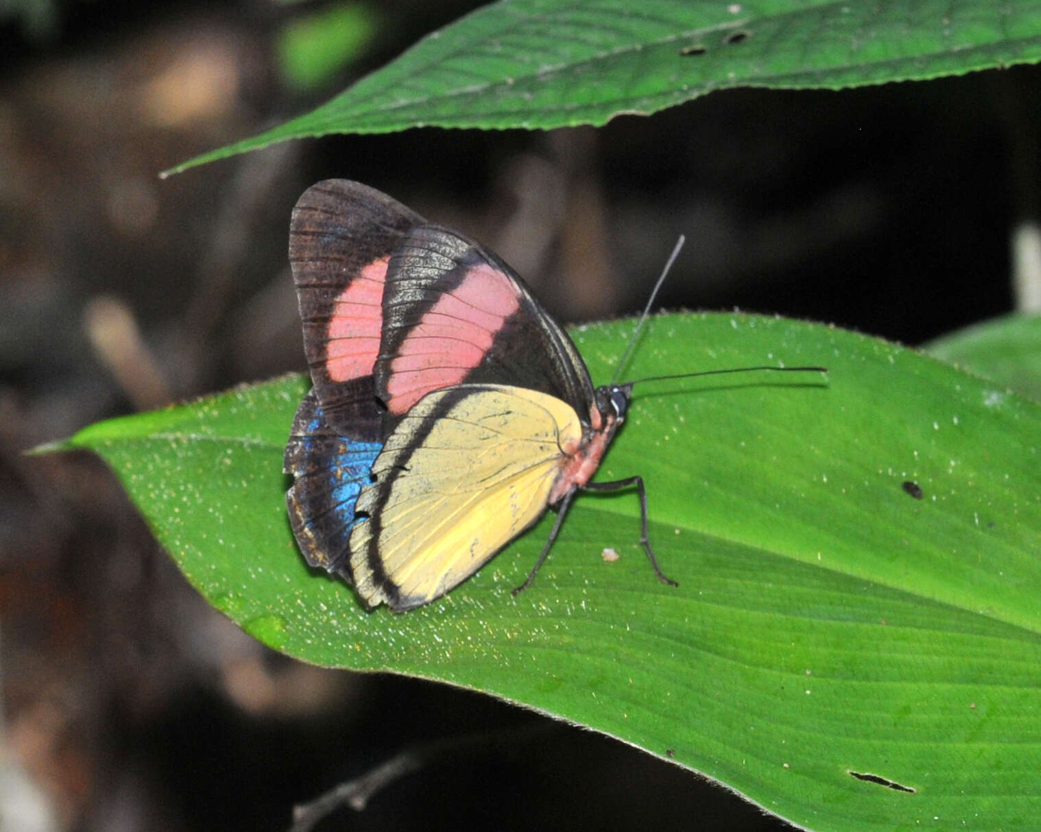 Imagem de Batesia hypochlora Felder 1862