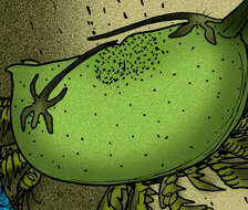 Image of Pentastomids