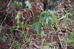 Image of cockroach berry