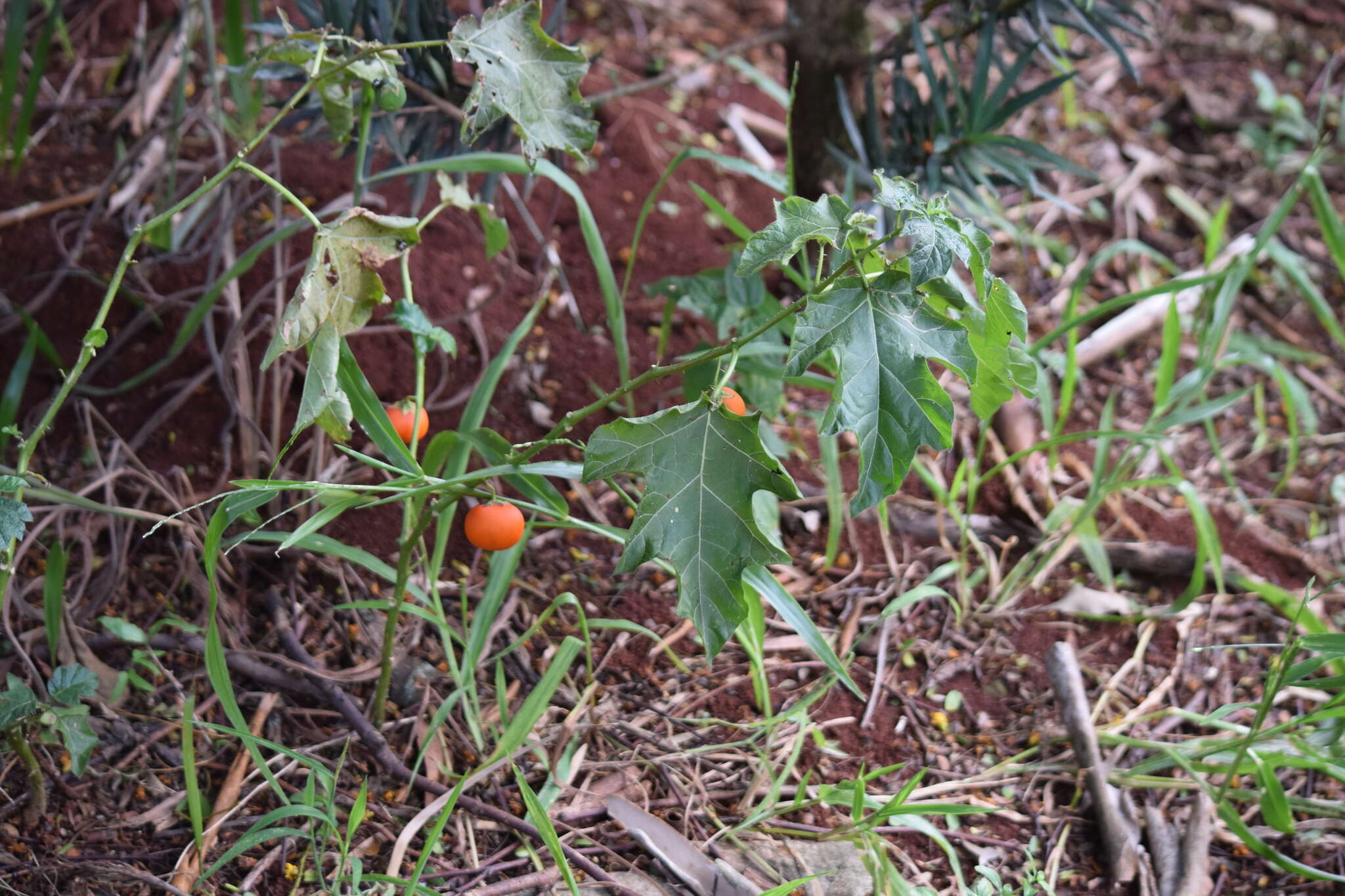 Imagem de Solanum capsicoides Allioni