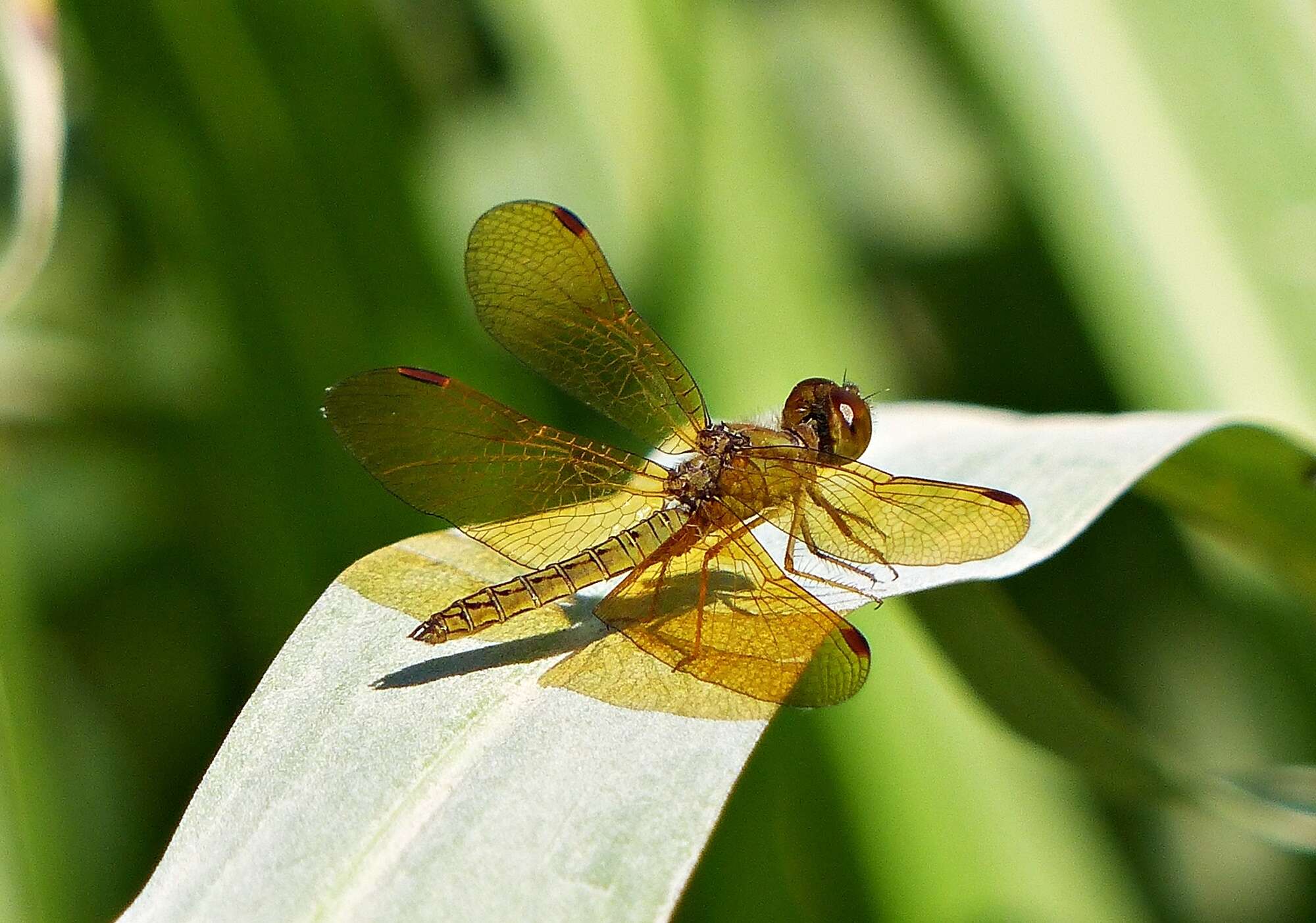 Слика од Perithemis icteroptera (Selys ex Sagra 1857)