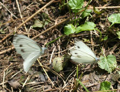 Image of Pieris dulcinea (Butler 1882)