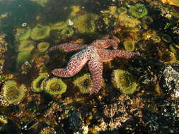 Image of ochre sea star