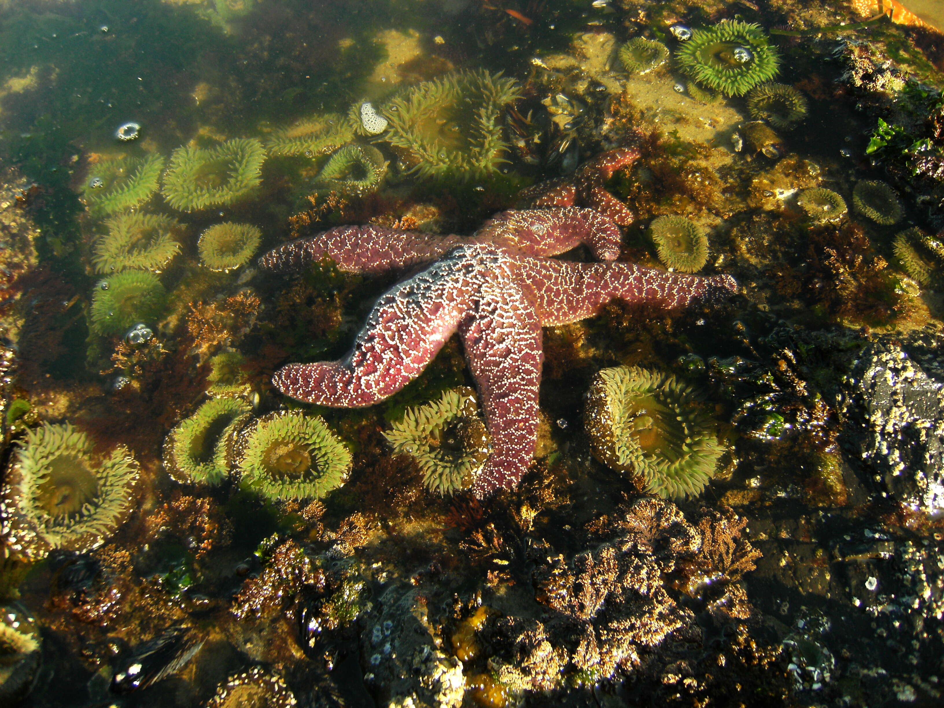 Image of ochre sea star