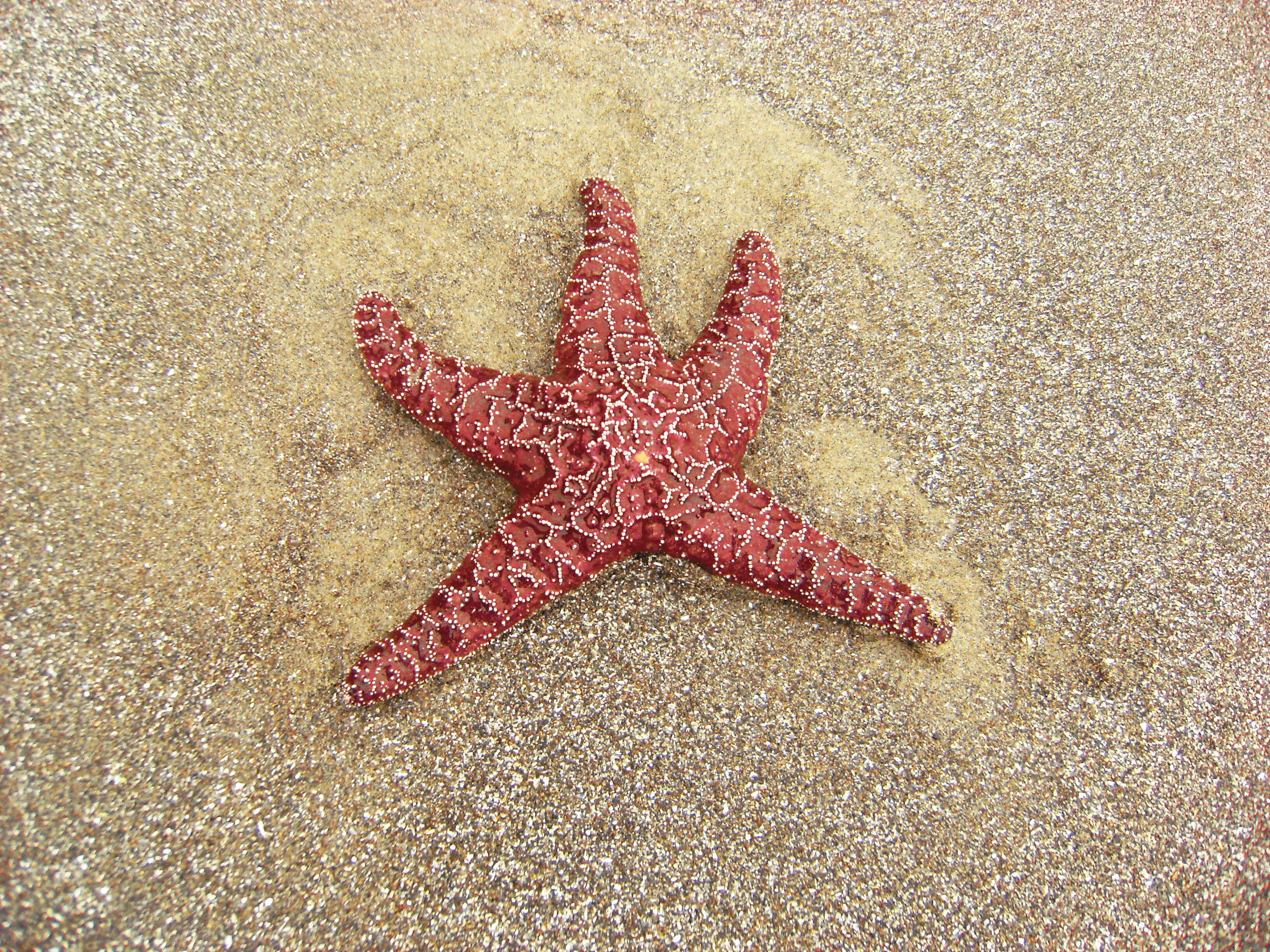 Image of ochre sea star