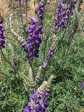 Image of mountain bush lupine