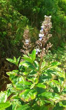 Image of blue fountain bush