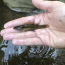 Image of Sharpnose darter