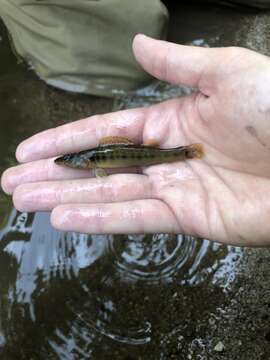 Image of Sharpnose darter