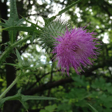 Image of Spear Thistle