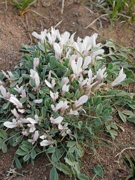 Imagem de Astragalus borodinii (Krassn.) Krassn.