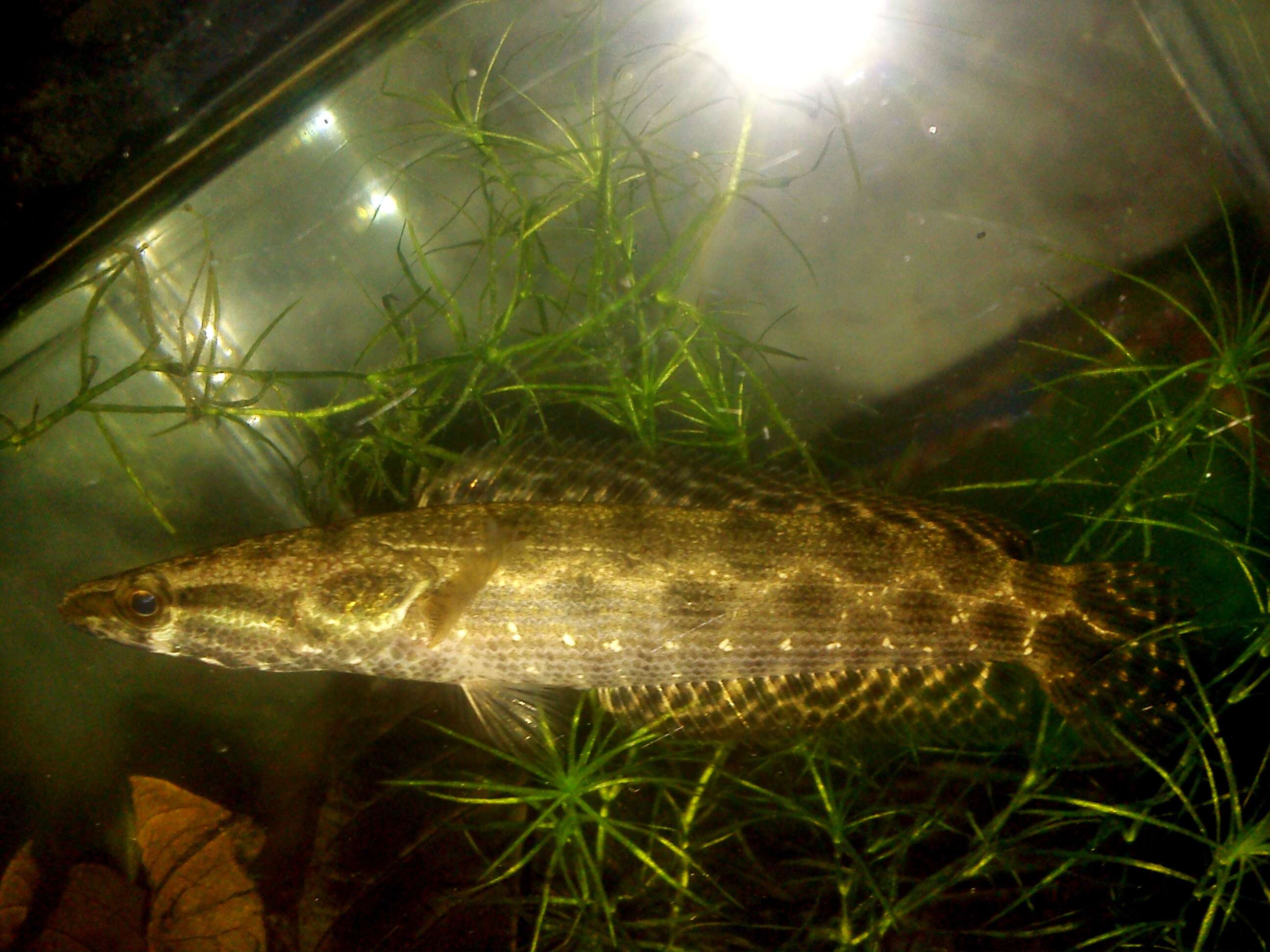 Image of Forest Snakehead