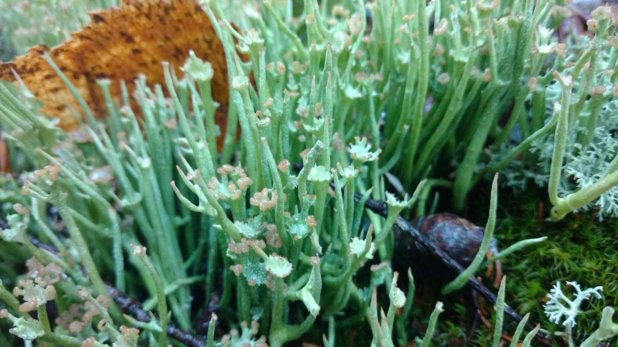 Слика од Cladonia maxima (Asahina) Ahti