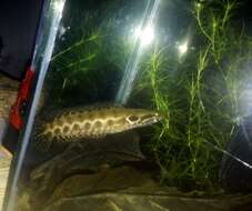 Image of Forest Snakehead