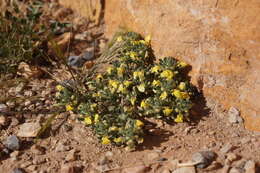 Image of Southern Bugle