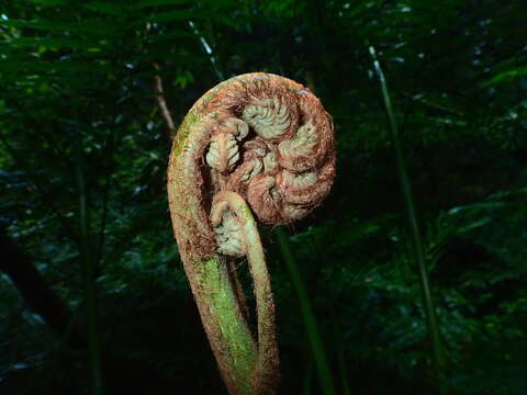 Image of Angiopteris madagascariensis de Vriese