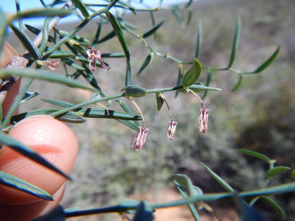 Image of Asparagus undulatus (L. fil.) Thunb.