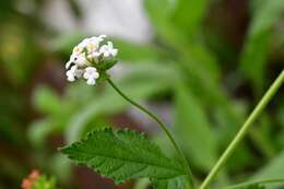 Image of Lantana horrida subsp. horrida