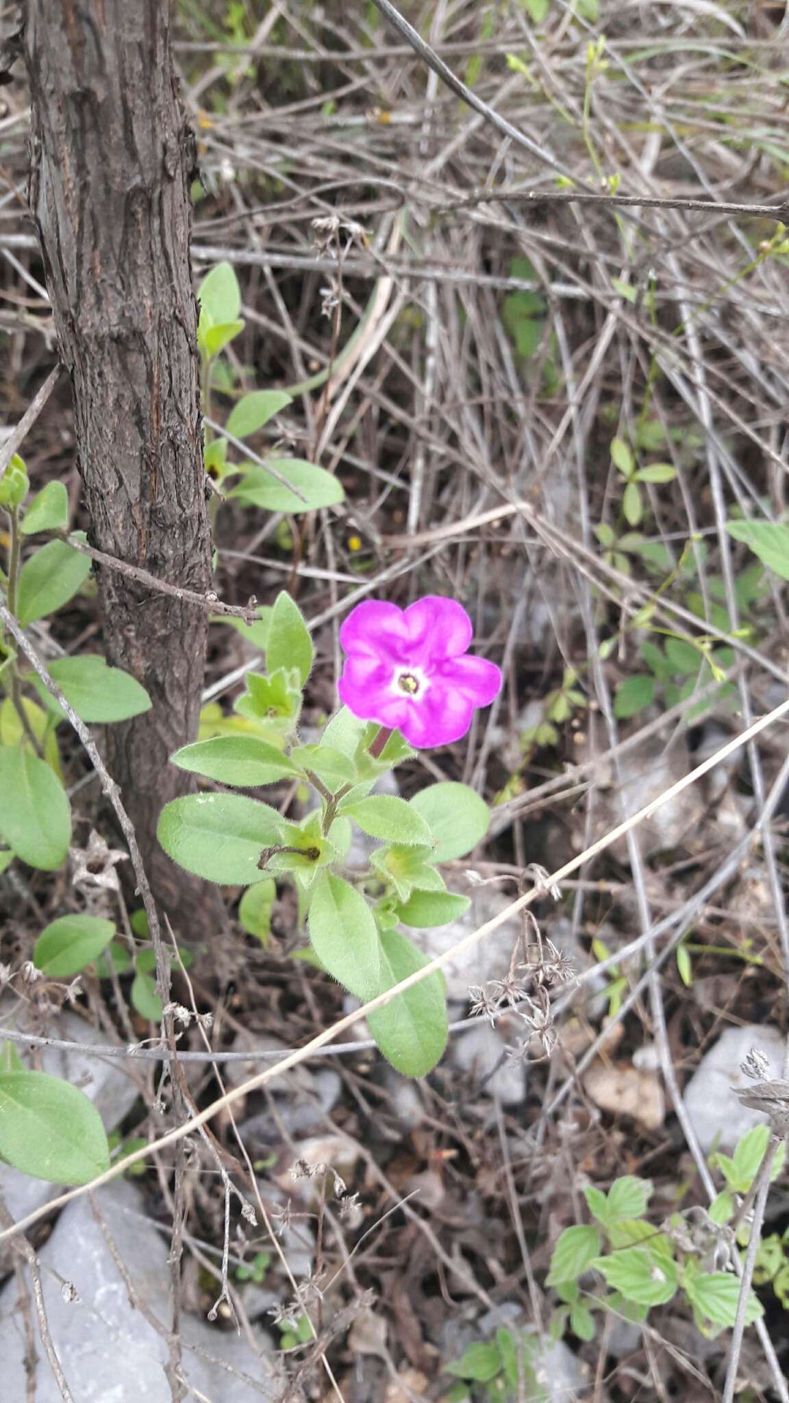 Image of Texas cupflower