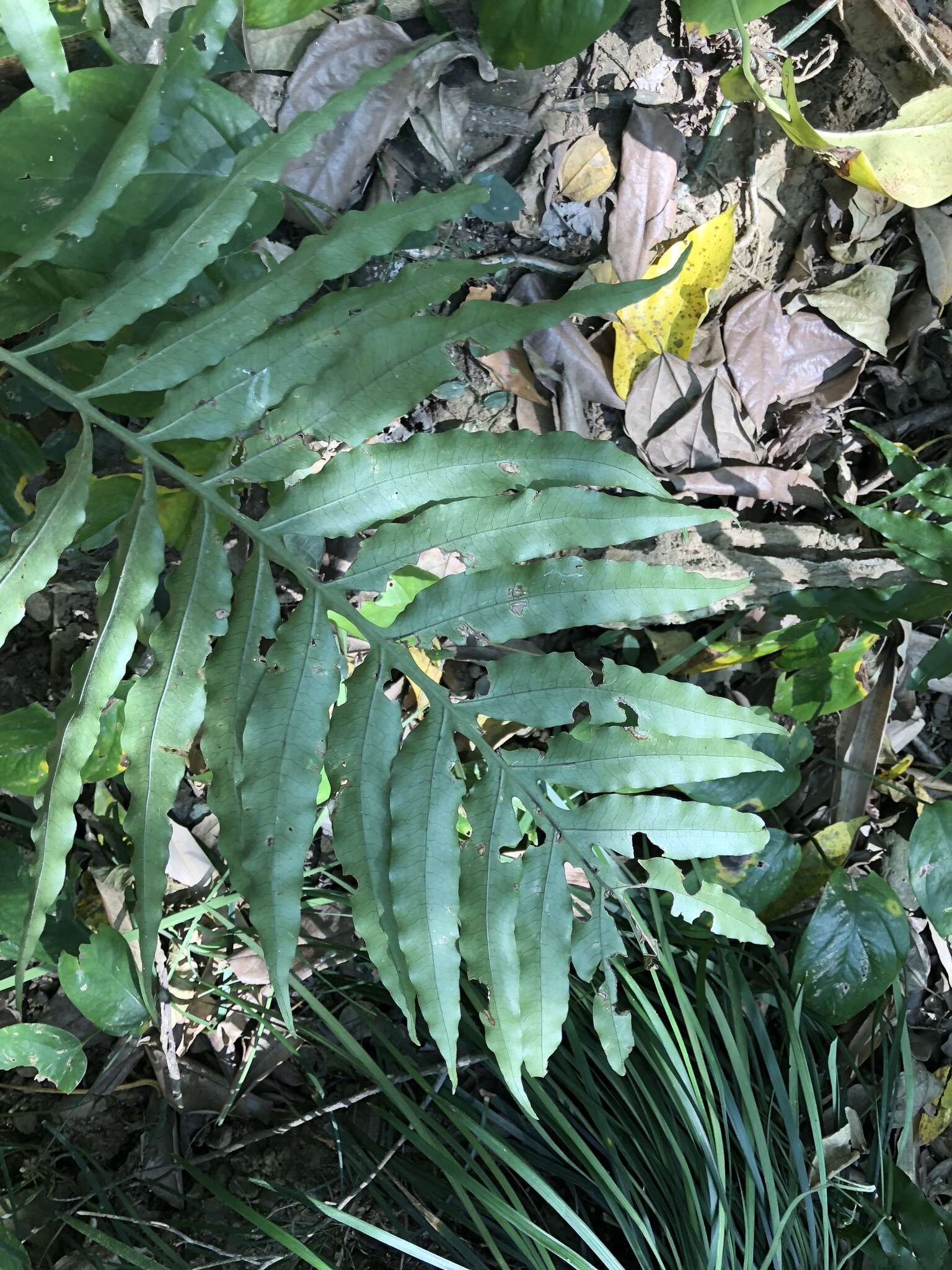 Image of Leptochilus ellipticus (Thunb.) Nooteboom