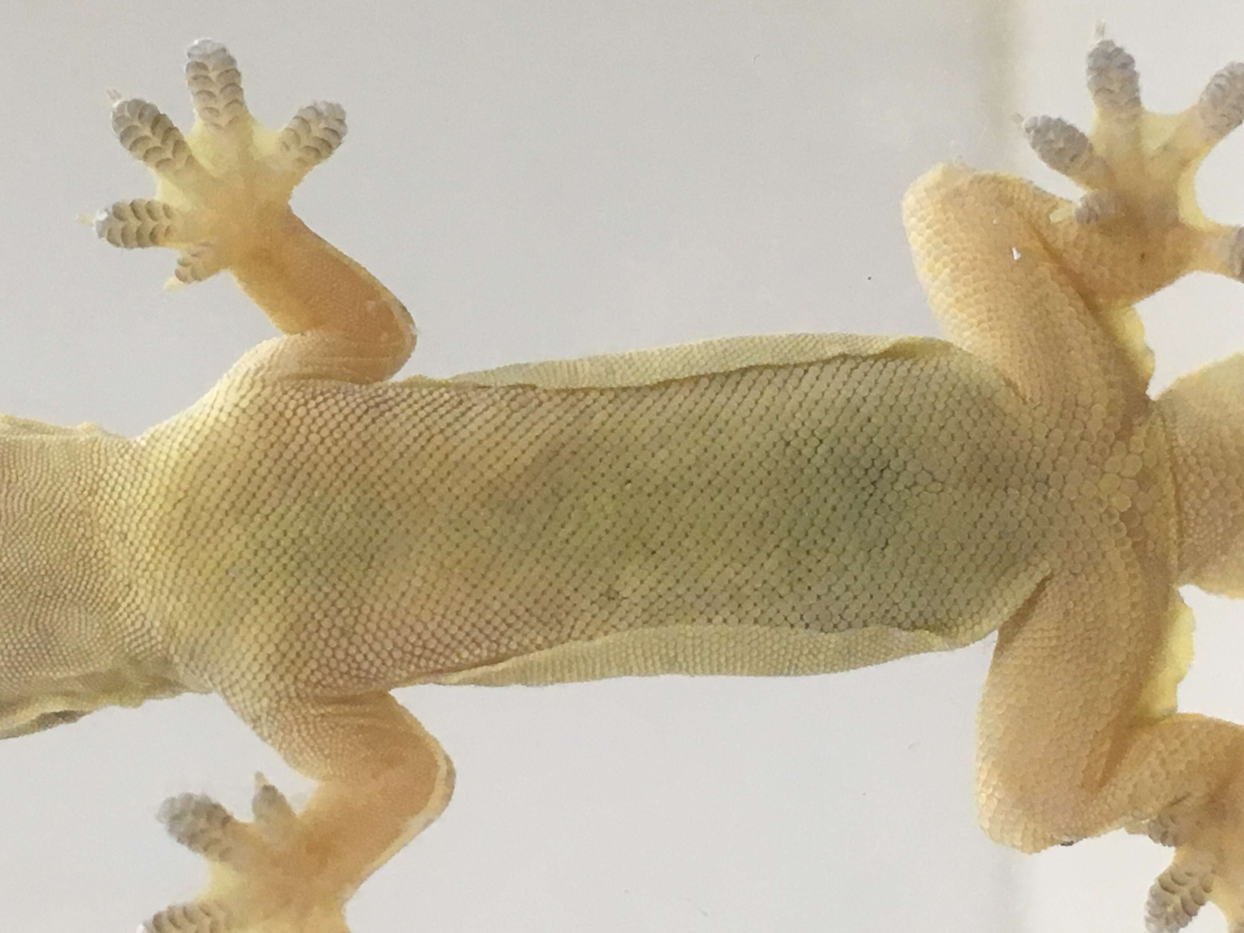 Image of Flat-tailed House Gecko