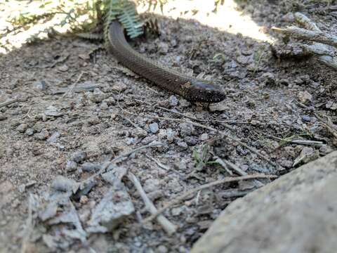 Image of Boulenger's Forest Snake