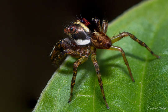 Image of Antillattus darlingtoni (Bryant 1943)