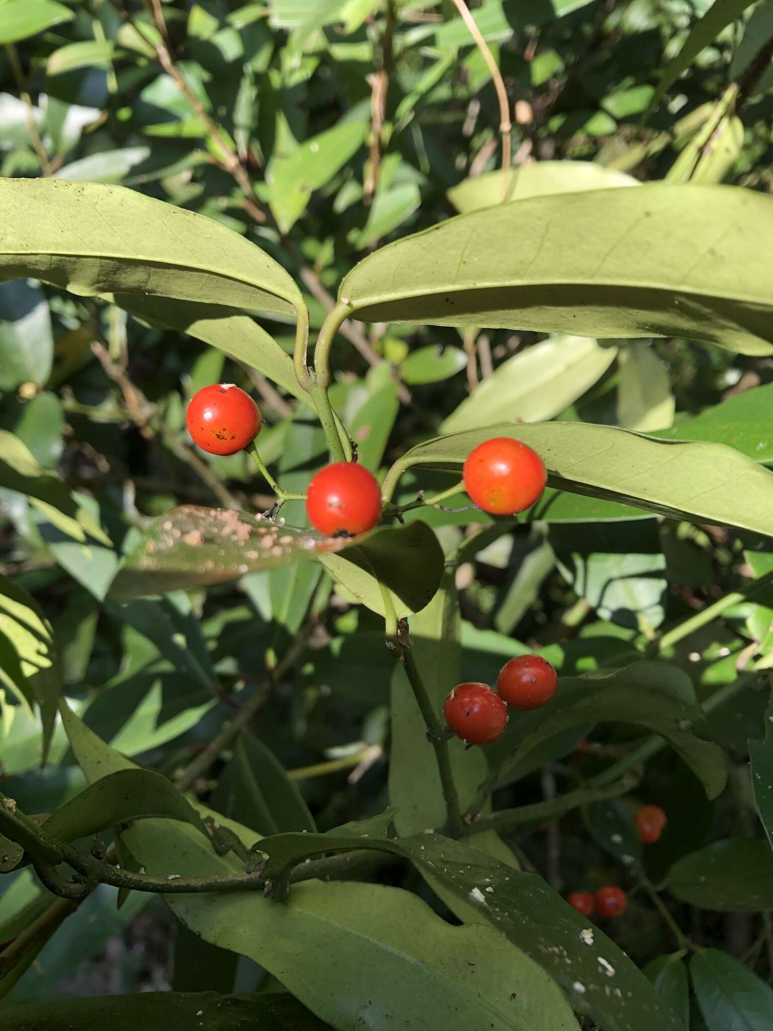 Imagem de Gardneria multiflora Makino