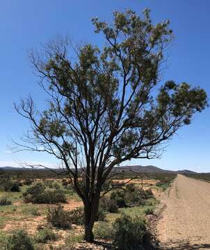 صورة Myoporum platycarpum R. Br.