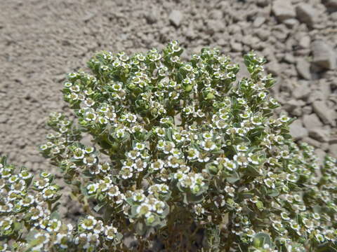 Image of Euphorbia peruviana L. C. Wheeler