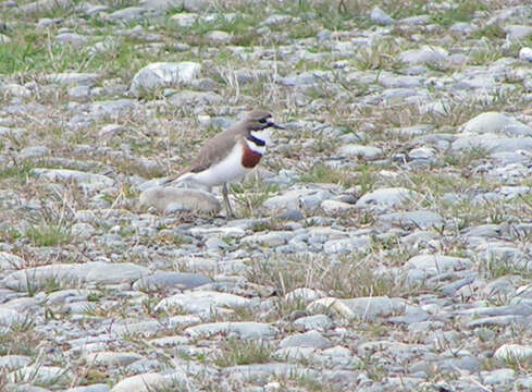 Charadrius bicinctus Jardine & Selby 1827 resmi