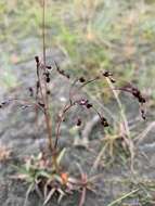 Image of Wahlenberg's Wood-Rush