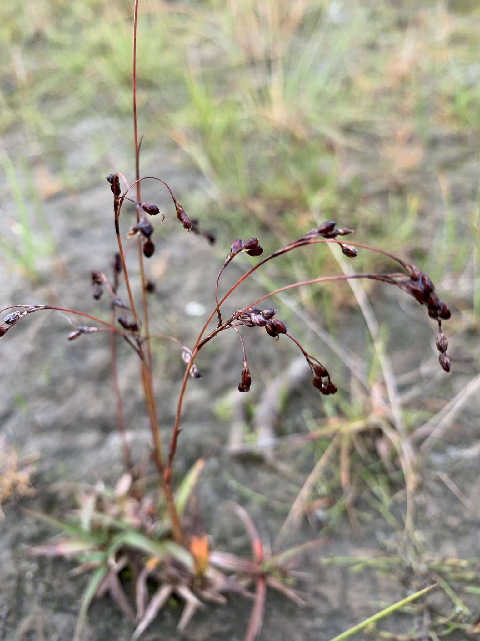 Image of Wahlenberg's Wood-Rush