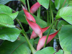 Image of lobster-claw family