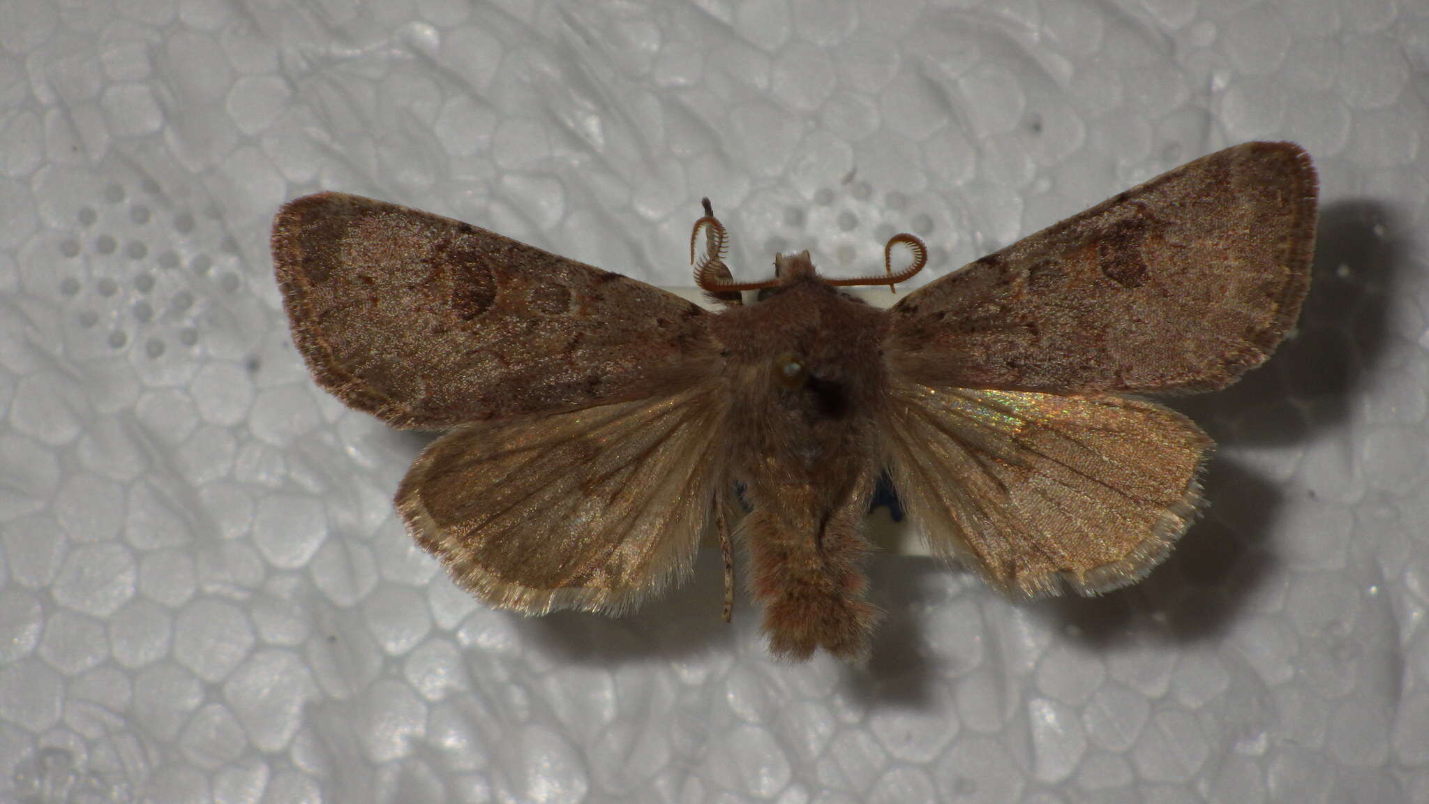 Orthosia populeti Fabricius 1781 resmi