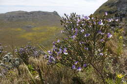 Plancia ëd <i>Psoralea congesta</i>