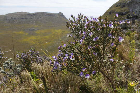 Image of <i>Psoralea congesta</i>