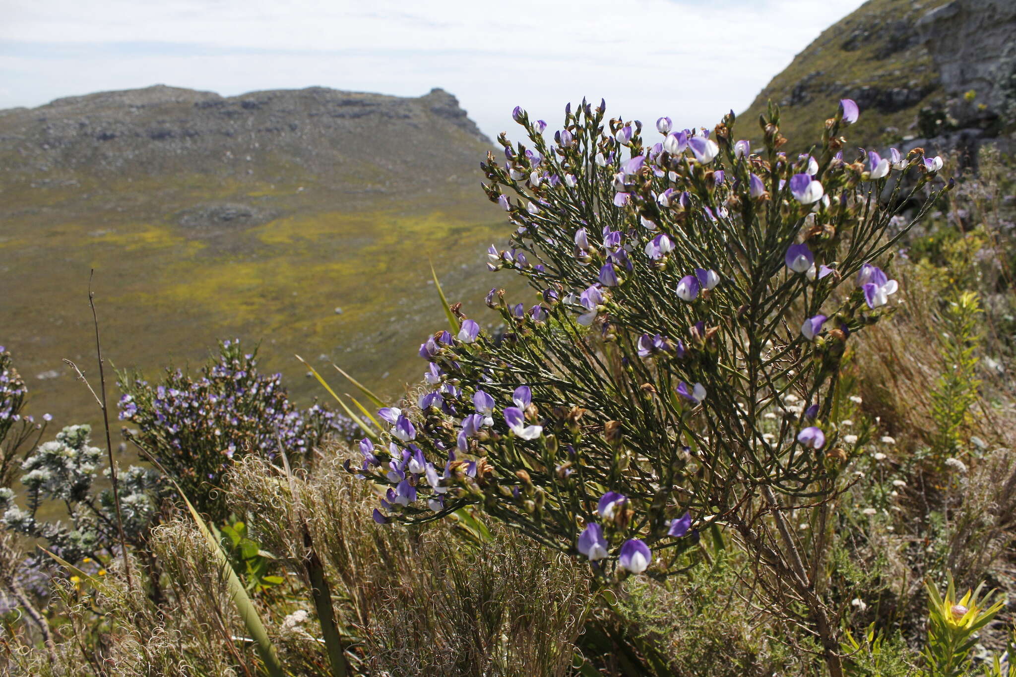 Plancia ëd <i>Psoralea congesta</i>