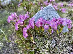 Image of <i>Kalmia <i>microphylla</i></i> var. microphylla