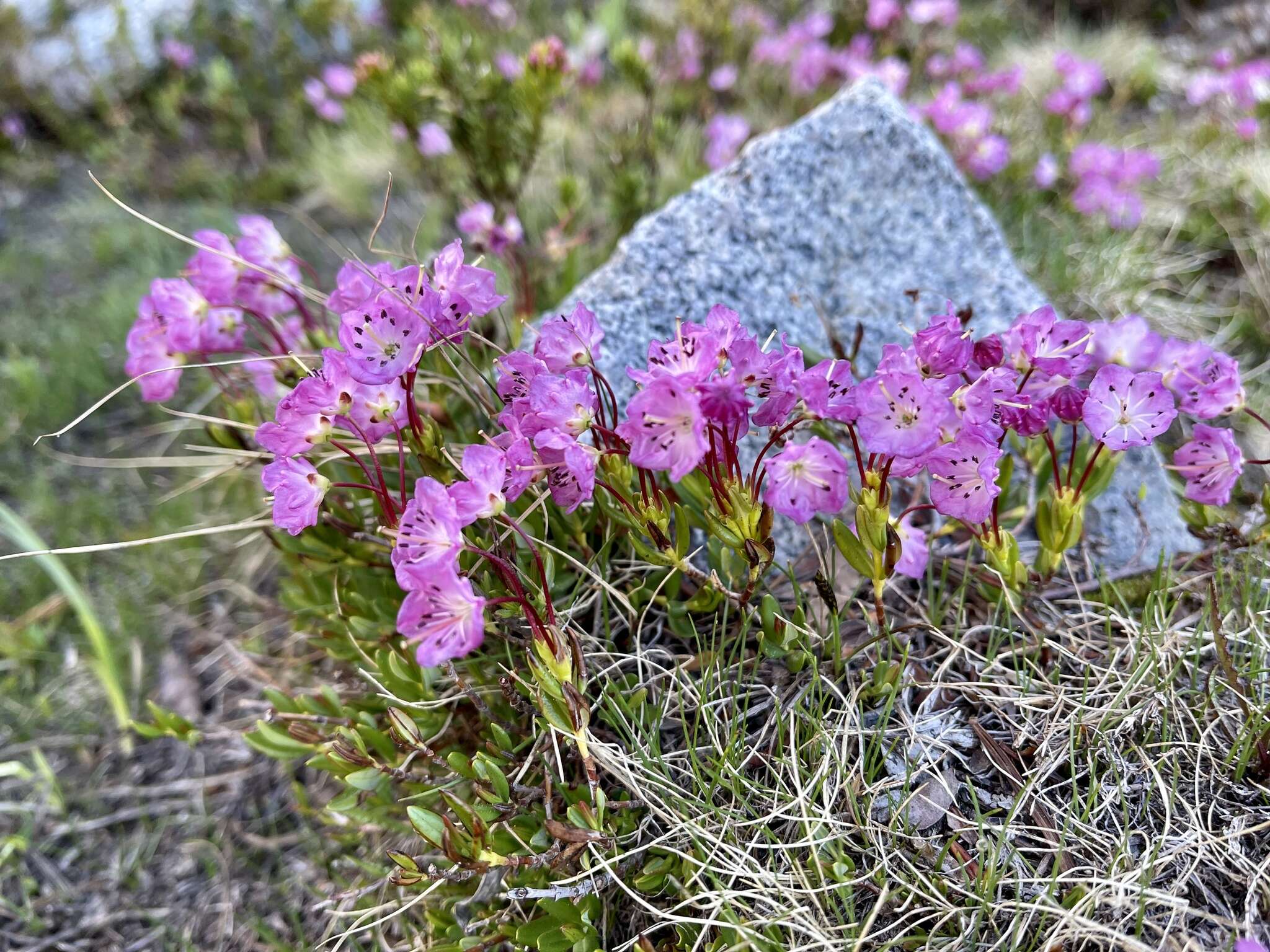 Image of <i>Kalmia <i>microphylla</i></i> var. microphylla