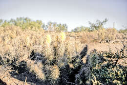 Image of devil's cholla